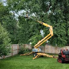 Best Palm Tree Trimming  in Lake Crystal, MN