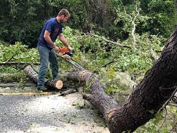 Best Seasonal Cleanup (Spring/Fall)  in Lake Crystal, MN
