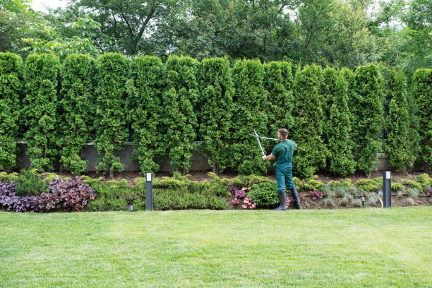 Tree and Shrub Care in Lake Crystal, MN