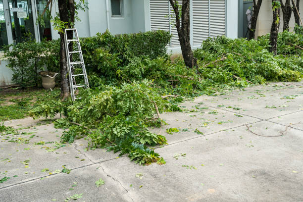 Best Tree Trimming and Pruning  in Lake Crystal, MN