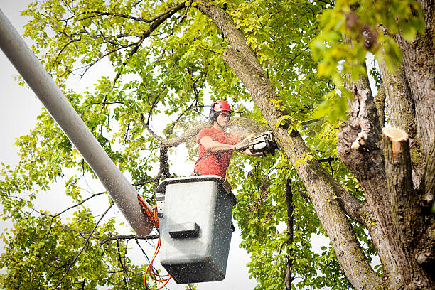 Best Arborist Consultation Services  in Lake Crystal, MN