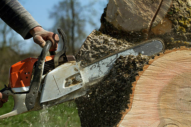 Best Tree Mulching  in Lake Crystal, MN